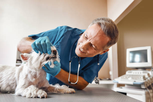 Best Walk-In Emergency Dentist in Manchester Center, VT